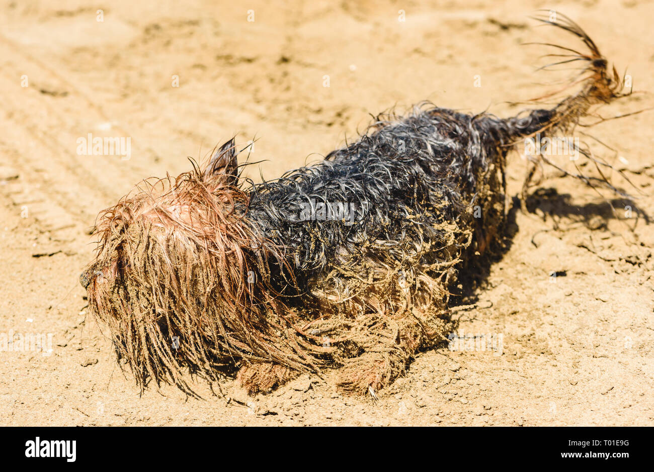 Chien Yorkshire Terrier amusant à jouer dans le sable plage tachée Banque D'Images