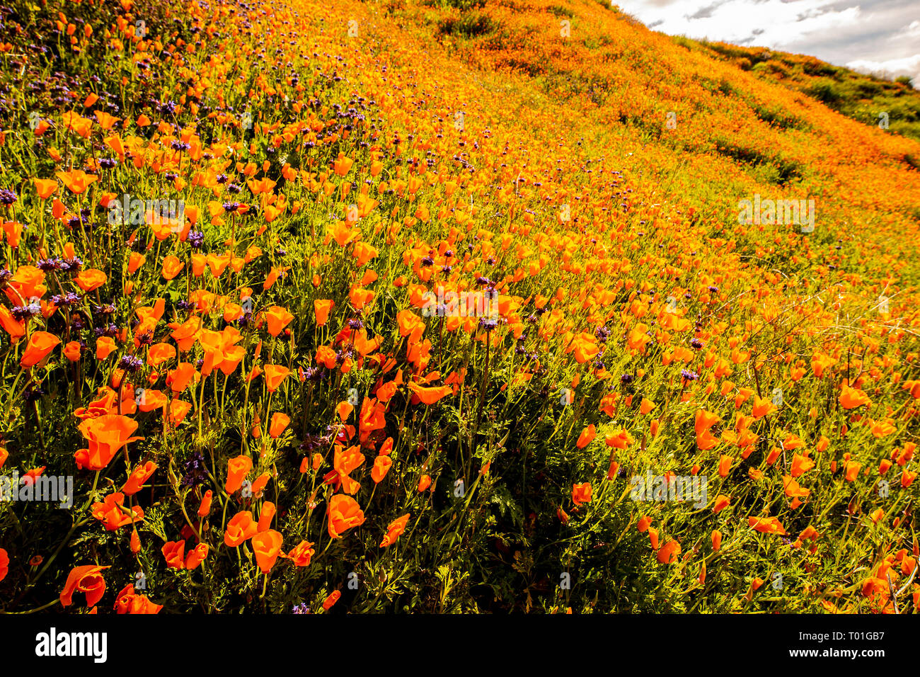 Fleurs sauvages sur les collines de la Californie dans l'Superbloom Banque D'Images