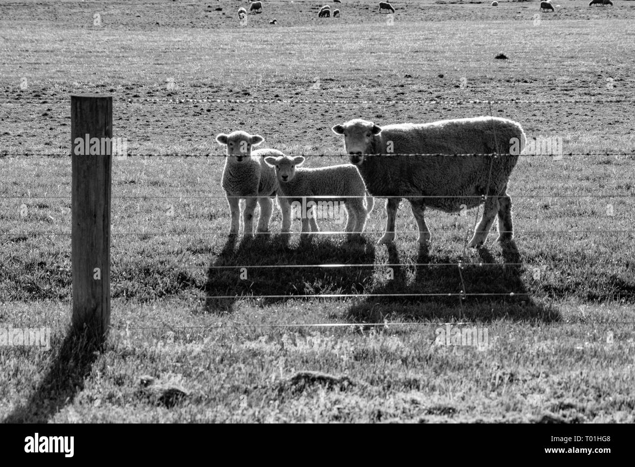 Les moutons, brebis et deux agneaux à la clôture intermédiaire avec curiosité Banque D'Images