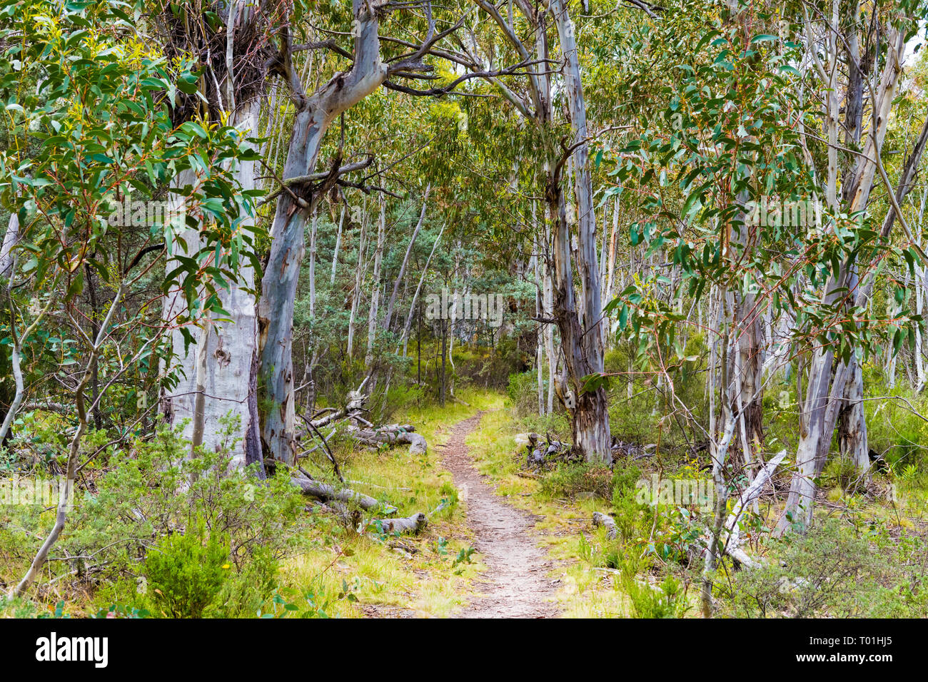 La végétation de la forêt australienne indigène dans le Parc National de Kosciuszko, NSW, Australie. Nature fond avec des plantes et de la végétation. Banque D'Images