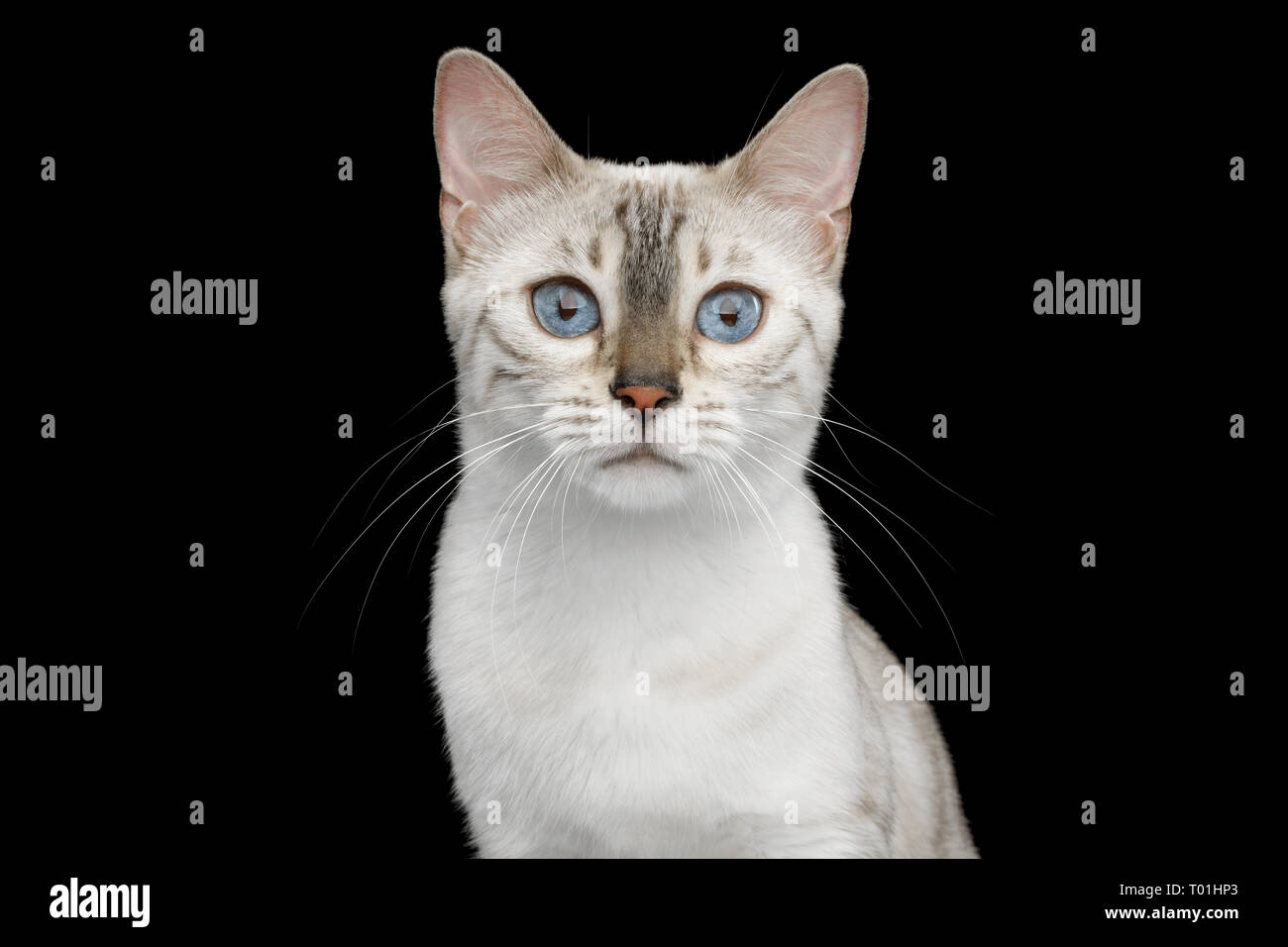 Lave Blanche Neige Bengal Chat Avec Fourrure Rosette Assis Et Lecher Paw Isolees Sur Fond Noir Side View Photo Stock Alamy