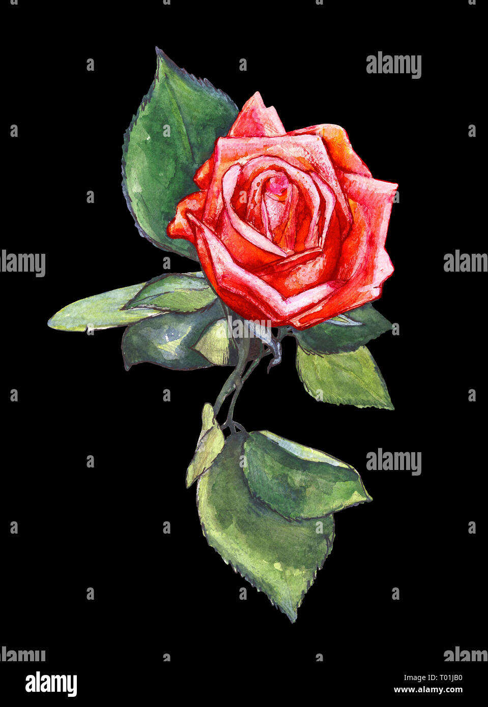 Rose rouge sur un fond noir. Illustration à l'aquarelle Banque D'Images