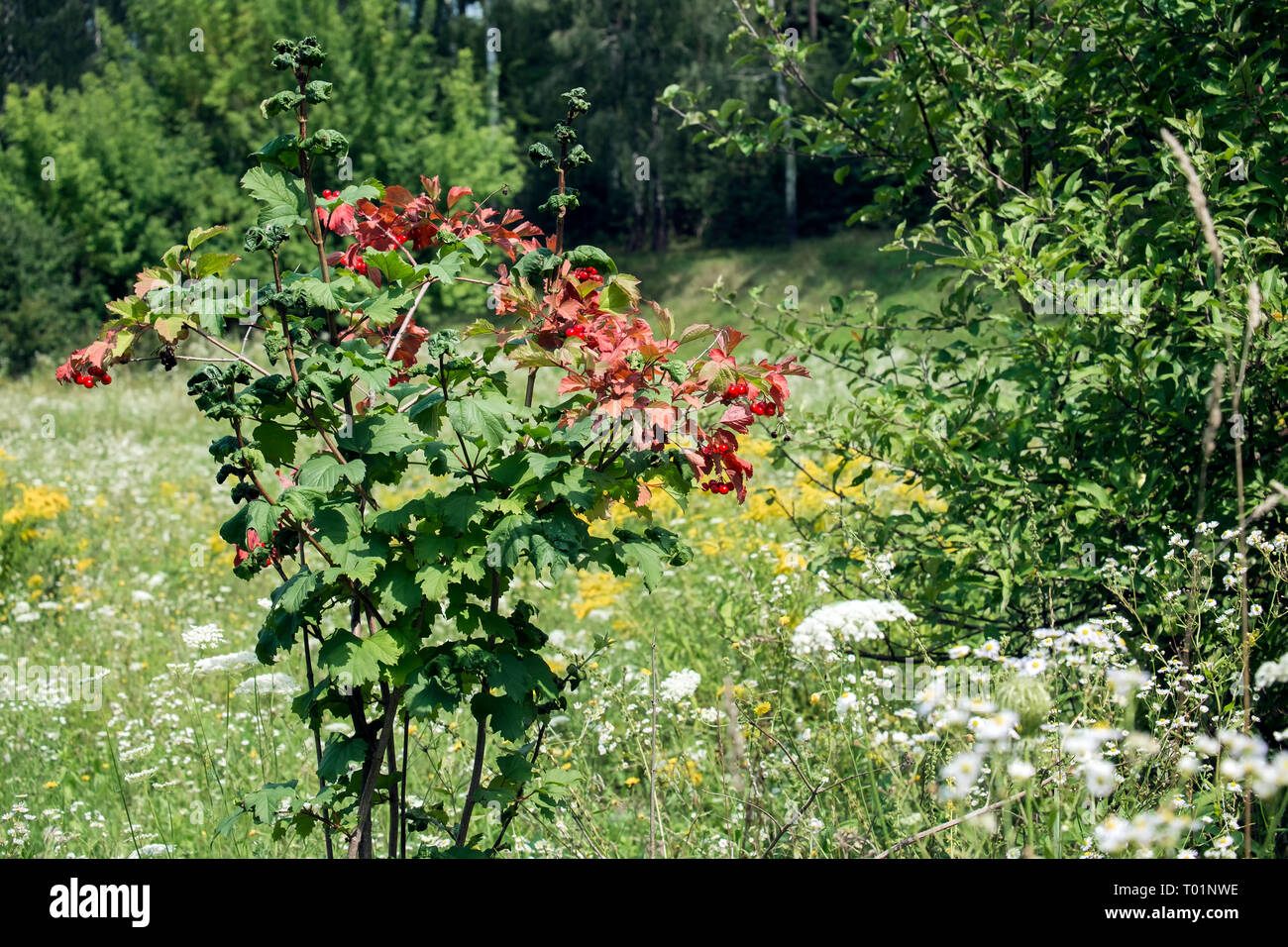Bush Viburnum avec baies mûres et les feuilles endommagées par les pucerons Banque D'Images