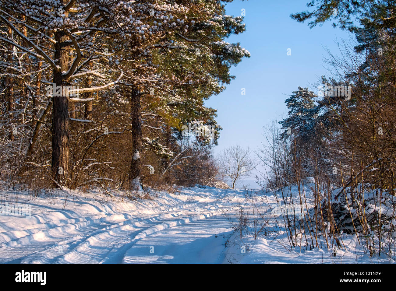 Paysage d'hiver. Vieux pins couverts de neige et route enneigée qui s'étend dans la distance Banque D'Images