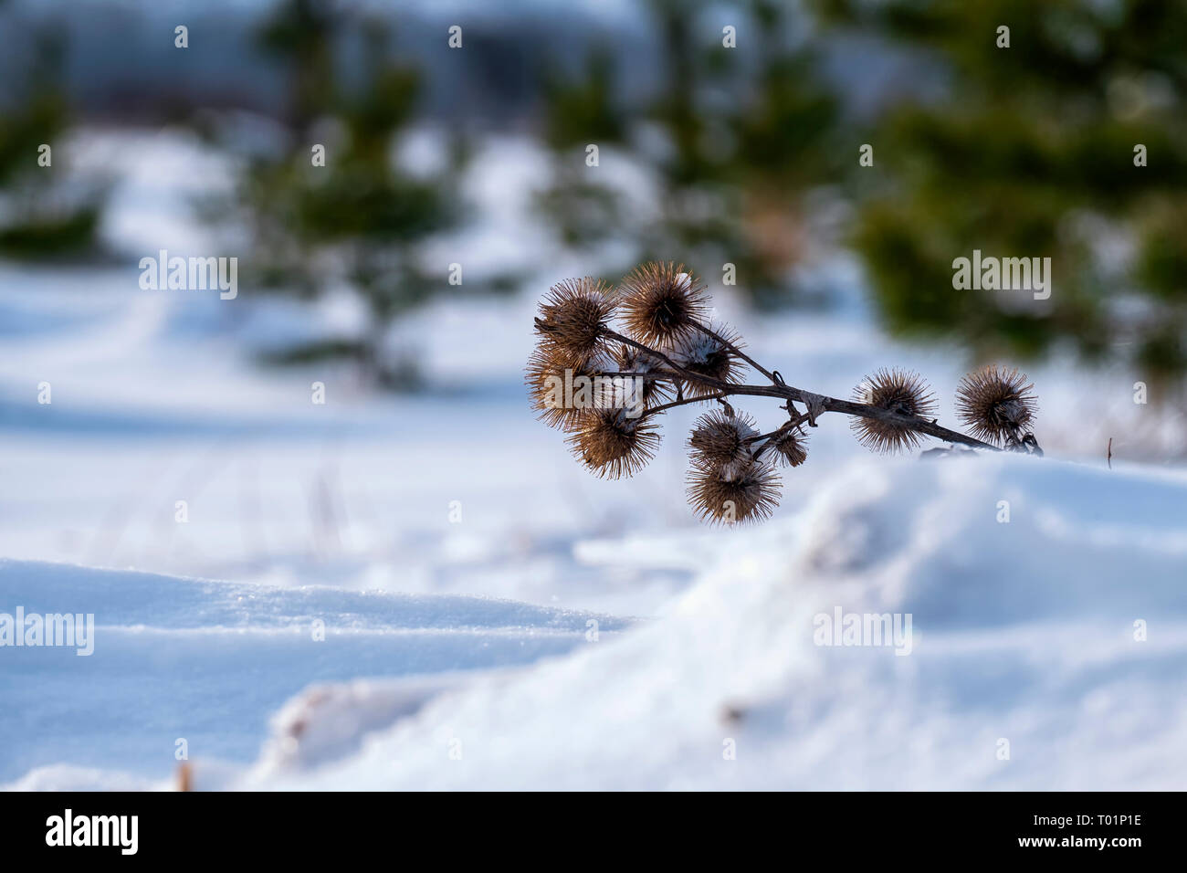 La bardane à sec en hiver épines Banque D'Images