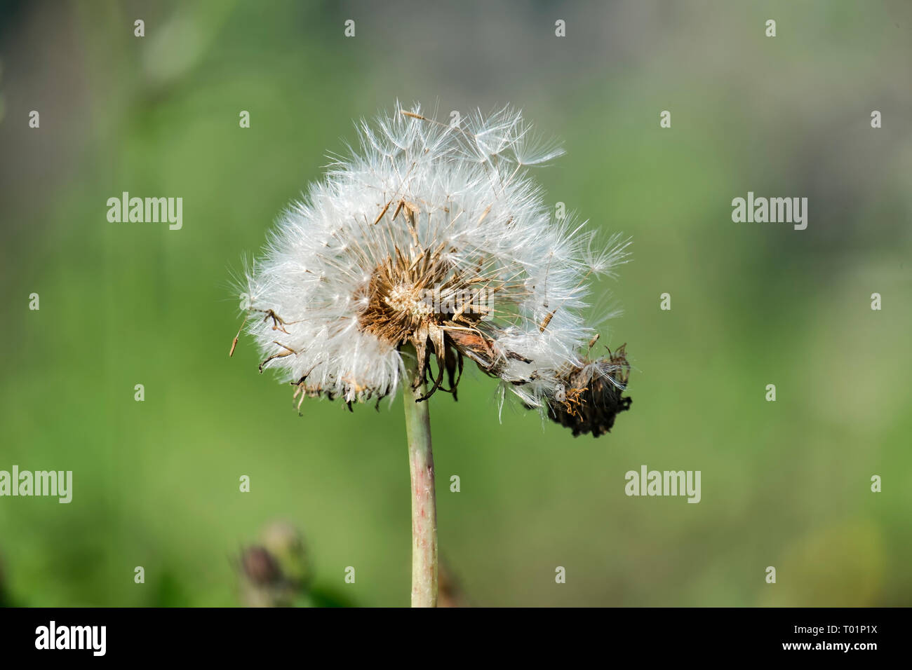 S'est évanoui le pissenlit (Taraxacum officinale) Banque D'Images