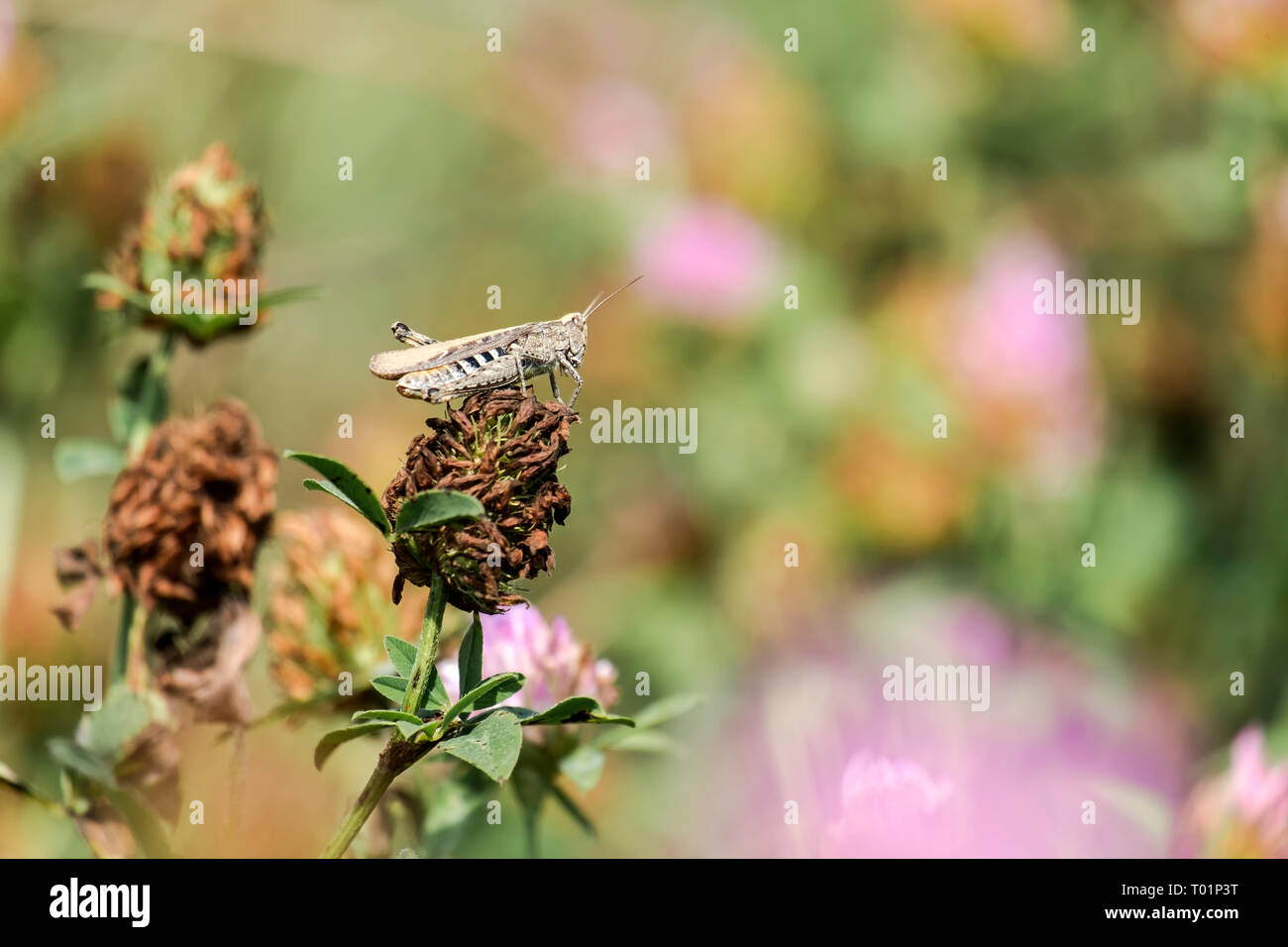 Criquet marocain sur une fleur de trèfle à sec (Dociostaurus maroccanus) Banque D'Images