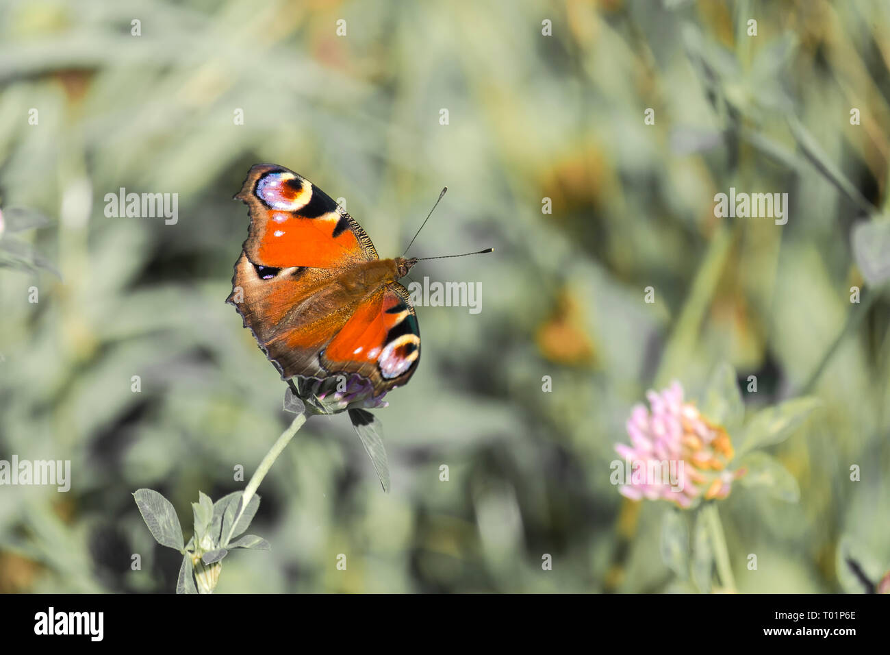 Peacock butterfly (Aglais io) Banque D'Images