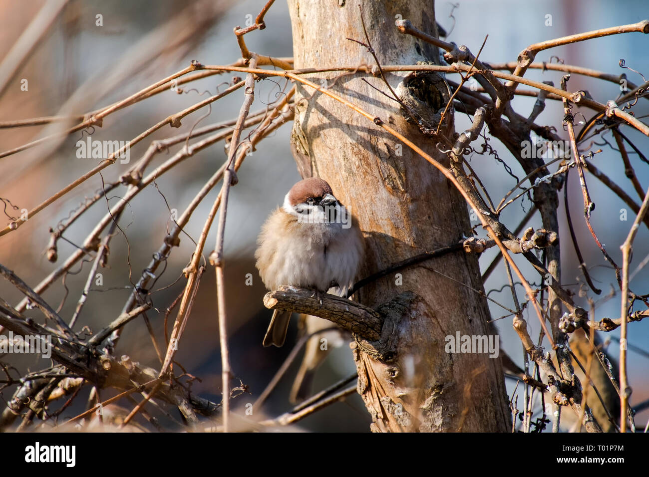 Sparrow pompeux assis sur une branche sèche (Passer domesticus) Banque D'Images