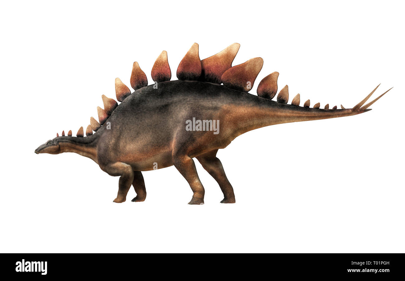 Le Stegosaurus de profil sur un fond blanc. C'était un thyreophoran dinosaure. Un herbivore, il est l'un des plus connus de dinosaures du Jurassique. Banque D'Images