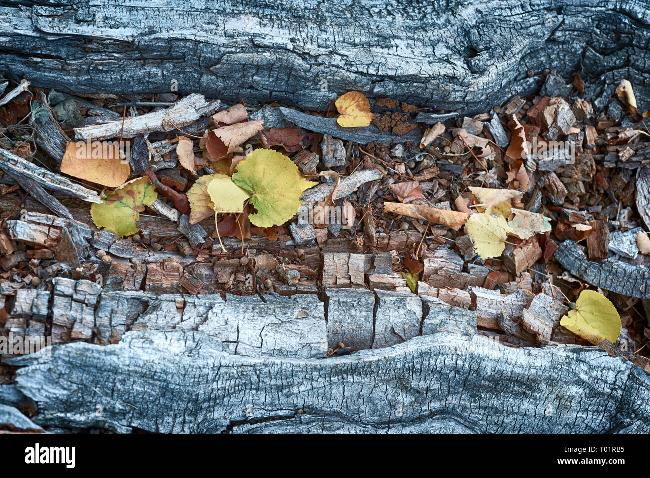Feuilles mortes jaune reste sur un ancien journal de gris que l'on trouve généralement dans les forêts et les terres boisées au cours de l'automne Banque D'Images