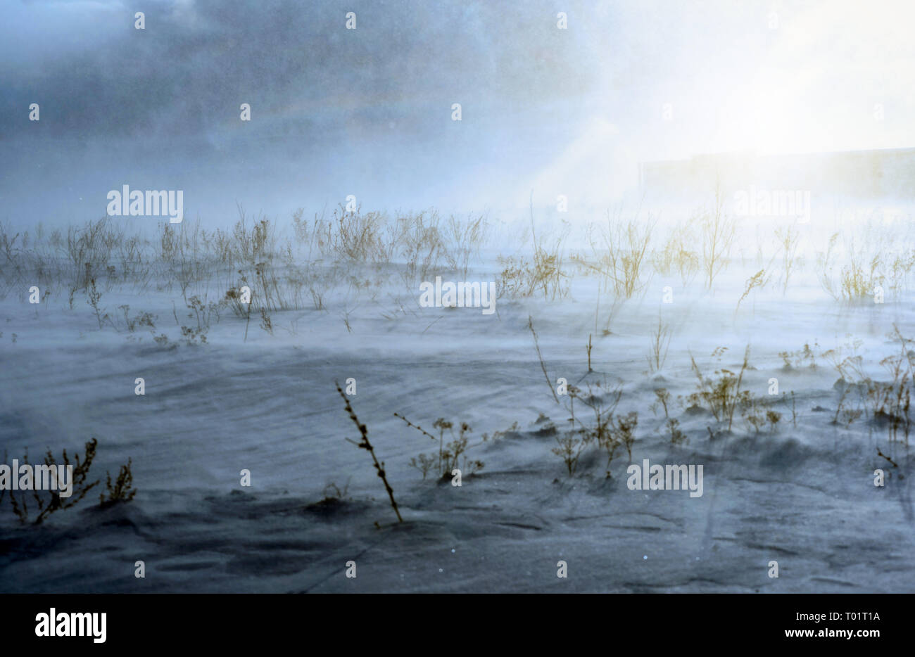 Tempête de neige d'hiver sur un champ stérile avec plantes et mauvaises herbes nues avec lumière naturelle Banque D'Images