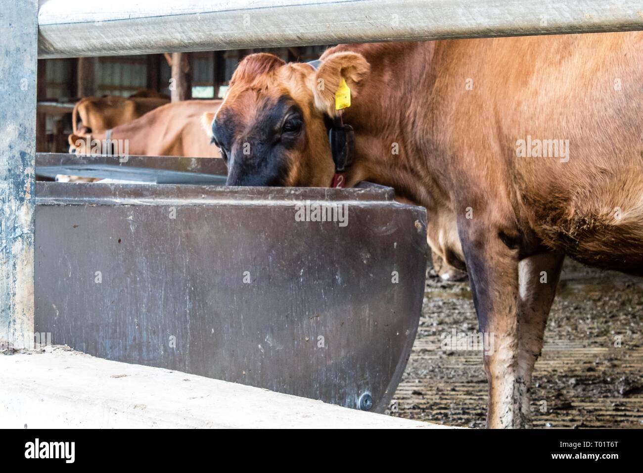 Jersey vache laitière bénéficiant d'une piqûre d'alimentation sur une ferme laitière de comté de Bond, l'Illinois. Banque D'Images