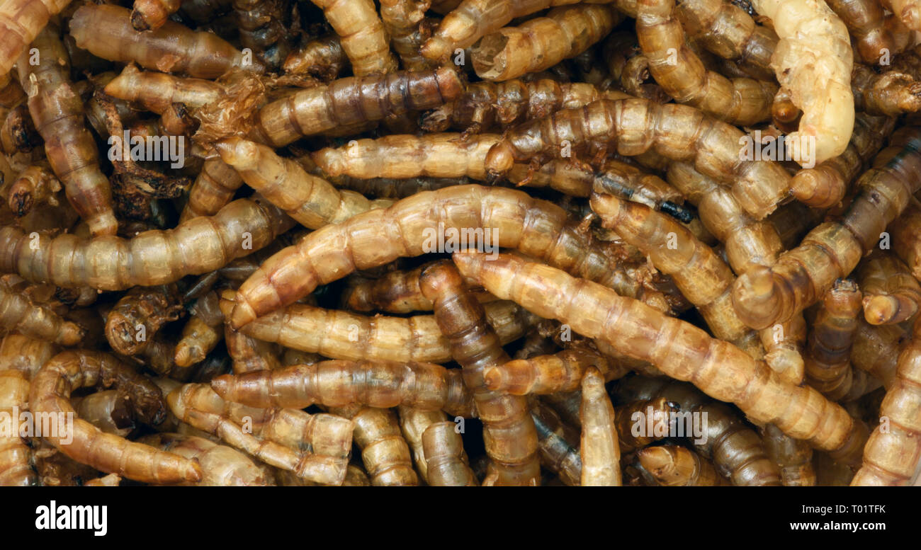 Libre De Droit De Les Vers De Farine Tenebrio Molitor Utilisees Pour L Alimentation De Lezards Et D Oiseaux Photo Stock Alamy