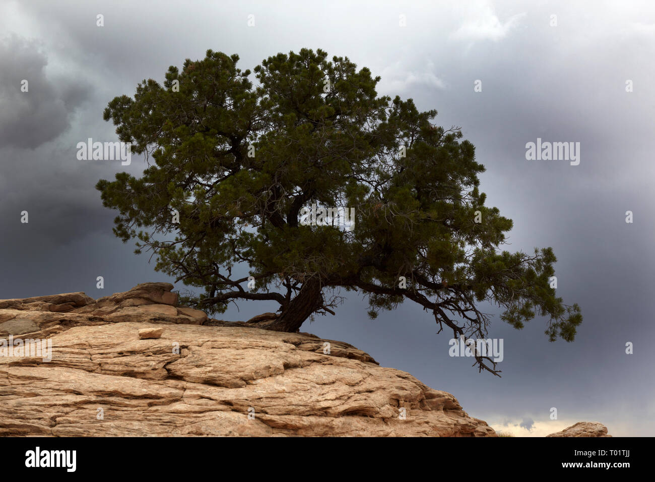 Un arbre sur slickrock, Canyonlands, Utah, USA. Banque D'Images