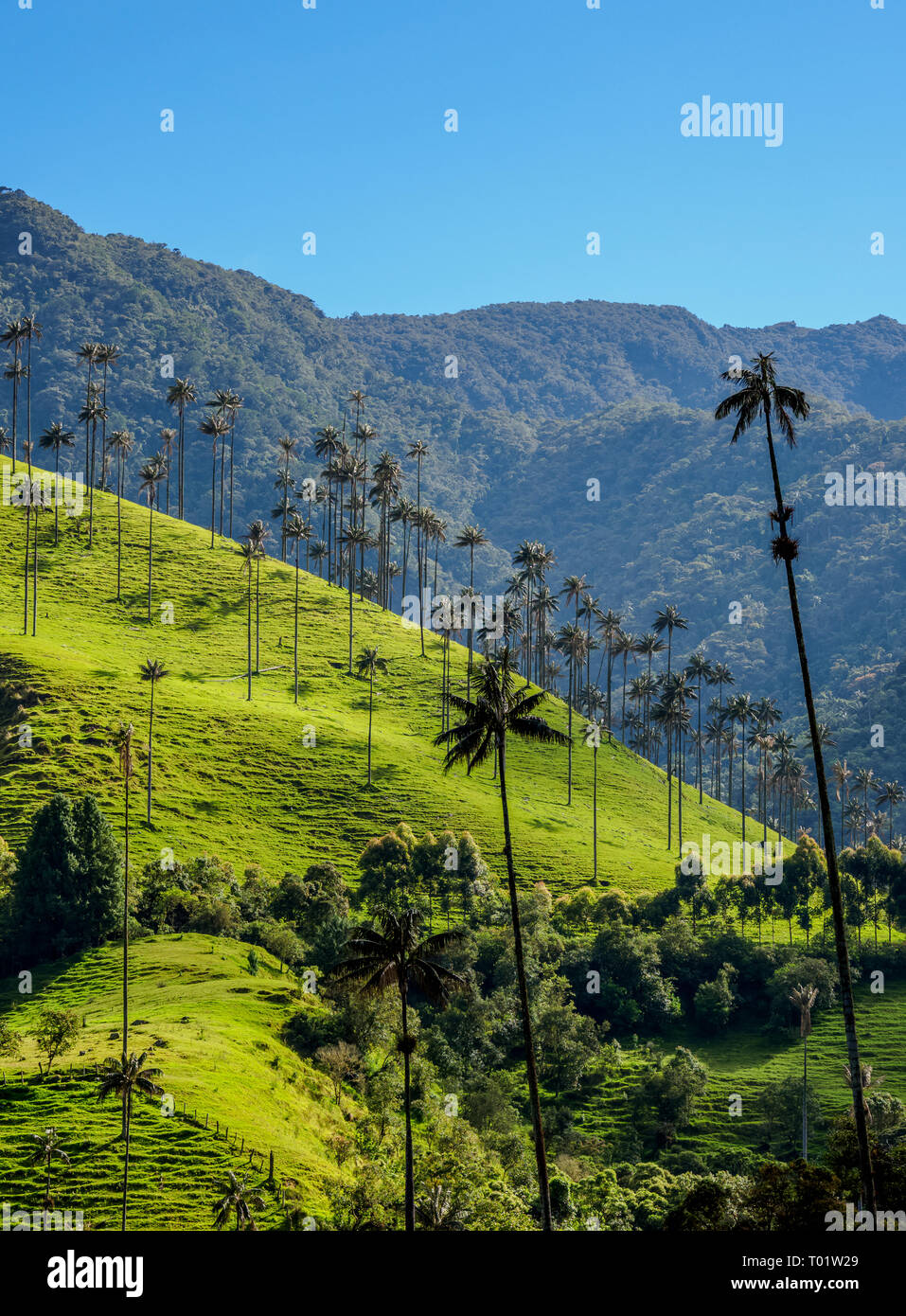Palms (Ceroxylon quindiuense cire), de la vallée de Cocora, Salento Quindio, ministère, Colombie Banque D'Images