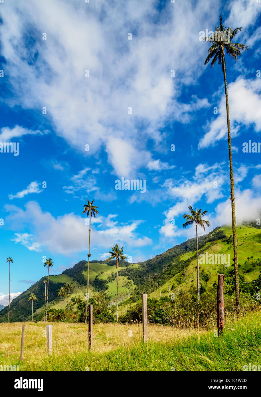Palms (Ceroxylon quindiuense cire), de la vallée de Cocora, Salento Quindio, ministère, Colombie Banque D'Images