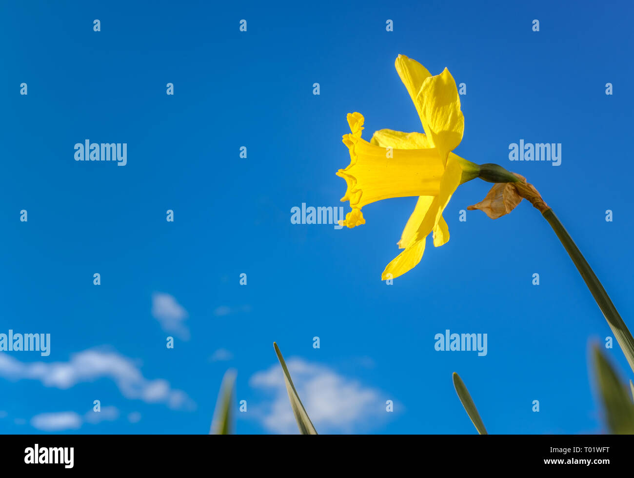 Belle jonquille jaune vif contre un magnifique ciel bleu avec des nuages blancs moelleux léger vu de dessous Banque D'Images