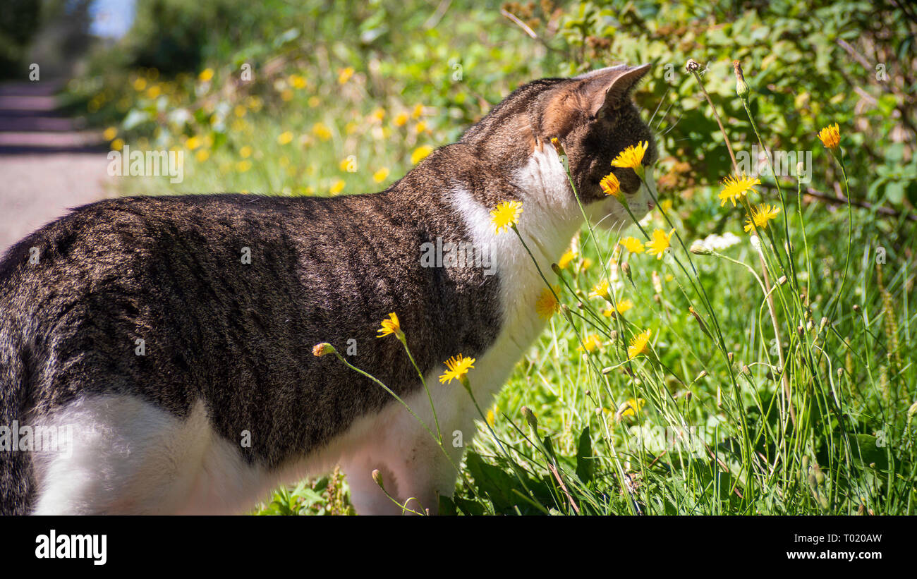 Un chat jouer avec des fleurs dans l'été Banque D'Images