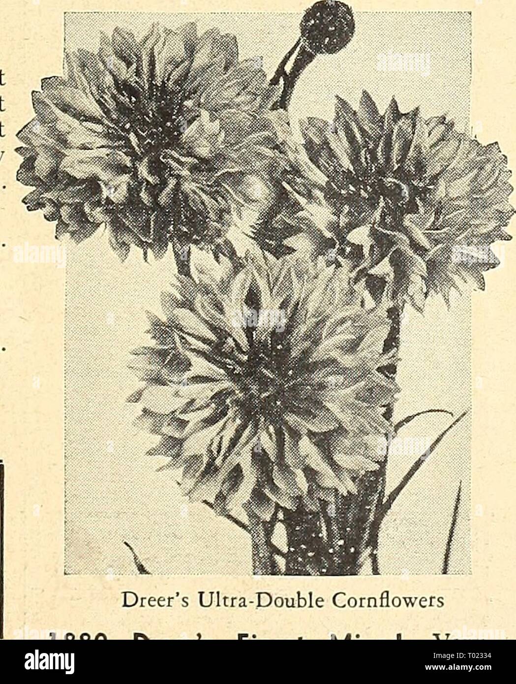 Dreer's garden book pour 1943 . dreersgardenbook1943henr Année : 1943 Cockscomb à plumes Plumes Cockscomb, Lilliput Celosia plumosa 1845 Magnifica, Plume d'or. Très grand, lumineux jaune d'panaches. 3 pieds. Pkt. 10c ; grand pkt. 40c. 1847 Magnifica, plumet écarlate. Plumeux gracieux panaches écarlate brillant. 3 pieds. Pkt. 10c ; grand pkt. 40c. 1852 Plumosa magnifica. Mixte. De nombreuses couleurs. 3 ft. Pkt. 10c ; grand pkt. '30c ; j&lt;4 oz. SOc. 1853 Lillipuf, Fire Feather. Rouge feu brillant. En 18. Pkt. ISc ; grand pkt'. 60c. 1855 Lilliput, Golden Feather. Bril- liant jaune doré. En 18. Pkt Banque D'Images