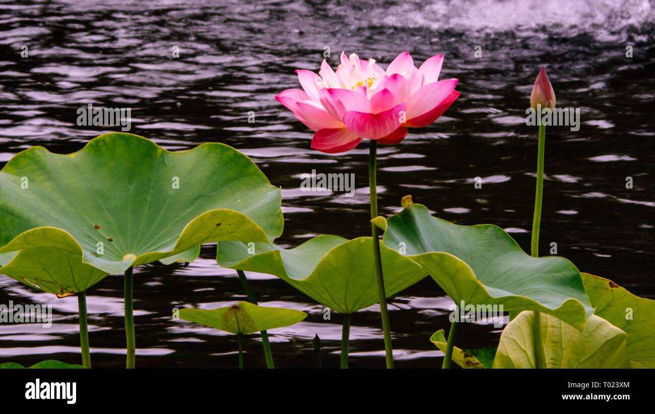 Lotus rose fleurs fleurissent dans le Central Park, New York City Banque D'Images