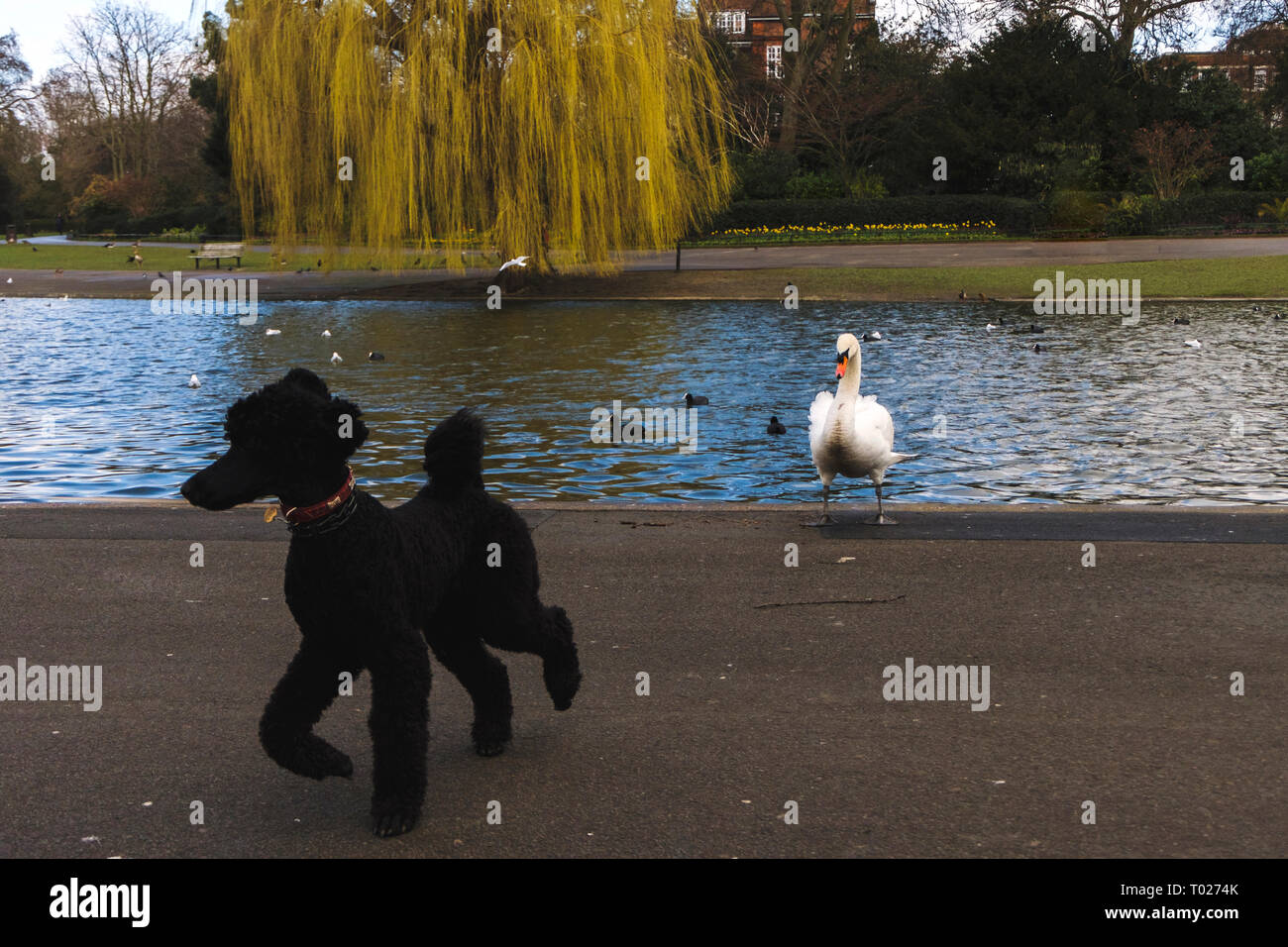 Caniche noir peur d'un cygne blanc dans Regent's Park, à Londres. Scène amusante Banque D'Images