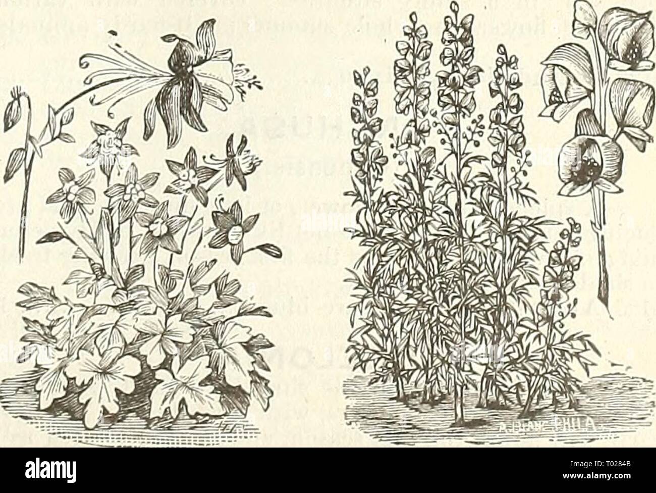 Dreer's garden : calendrier 1889 . dreersgardencale1889henr Année : 1889 Allamand.. Ageratum. ACONITUM. Banque D'Images