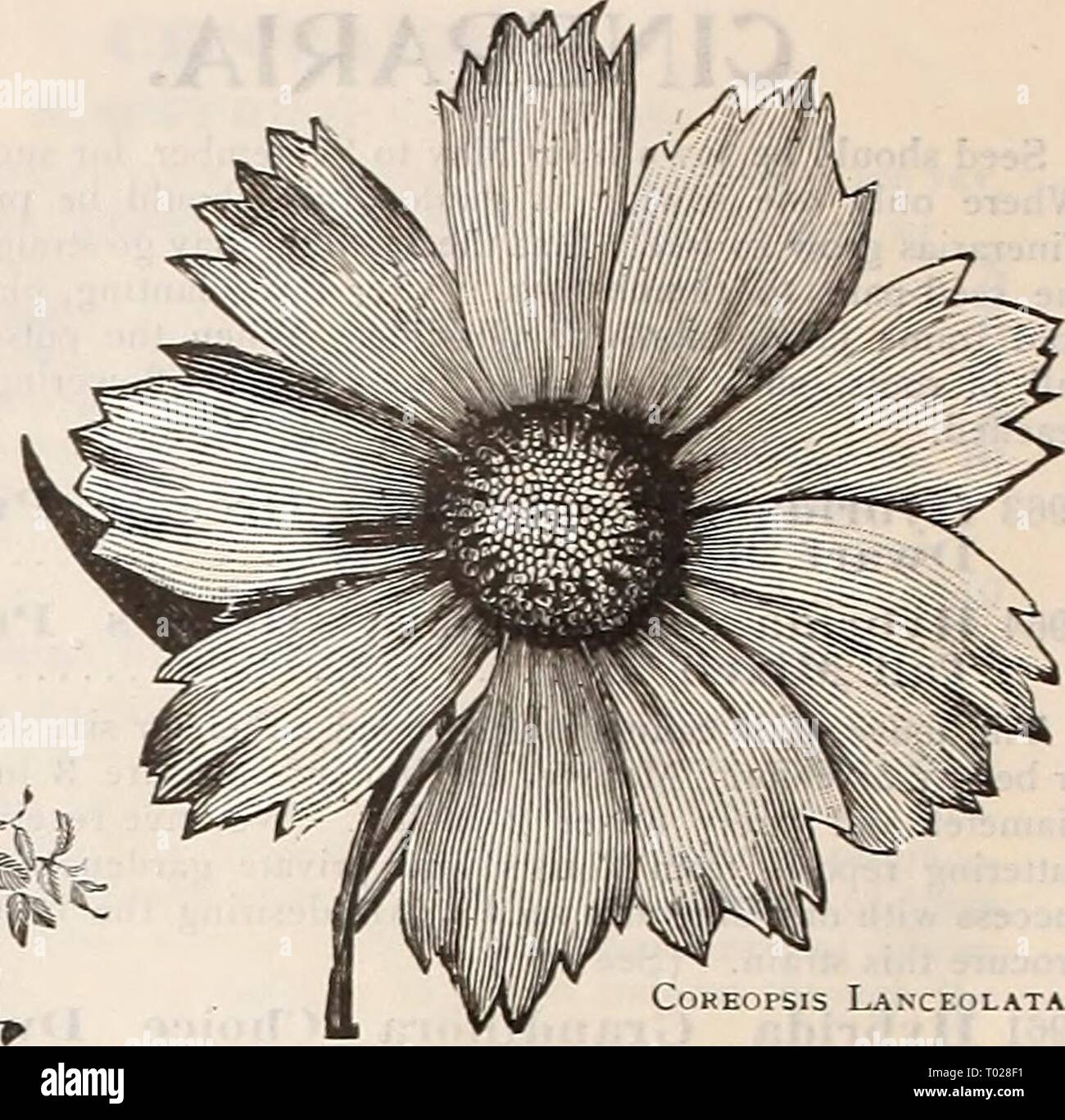 Dreer's garden : calendrier 1900 . dreersgardencale1900henr Année : 1900 COSMOS. Bel Automne-^ plantes fleuries fleurs s'étendent profusément sur de longues tiges, et présente une charmante apparence lorsque les plantes sont en pleine floraison. Devrait être semé au printemps, en pleine terre, quand le danger de gel est passé, ou les semences peuvent être étagé sous couvert et ensuite transplantés. Il est des plus facile à la culture, planté sur l'est po en lignes ou en masses dans d'appoint. Lorsque les plantes sont sur un pied de haut, le dessus doit être iinched ]out pour provoquer une croissance touffue, et ce fichier .doit être poursuivi jusqu'à la m Banque D'Images