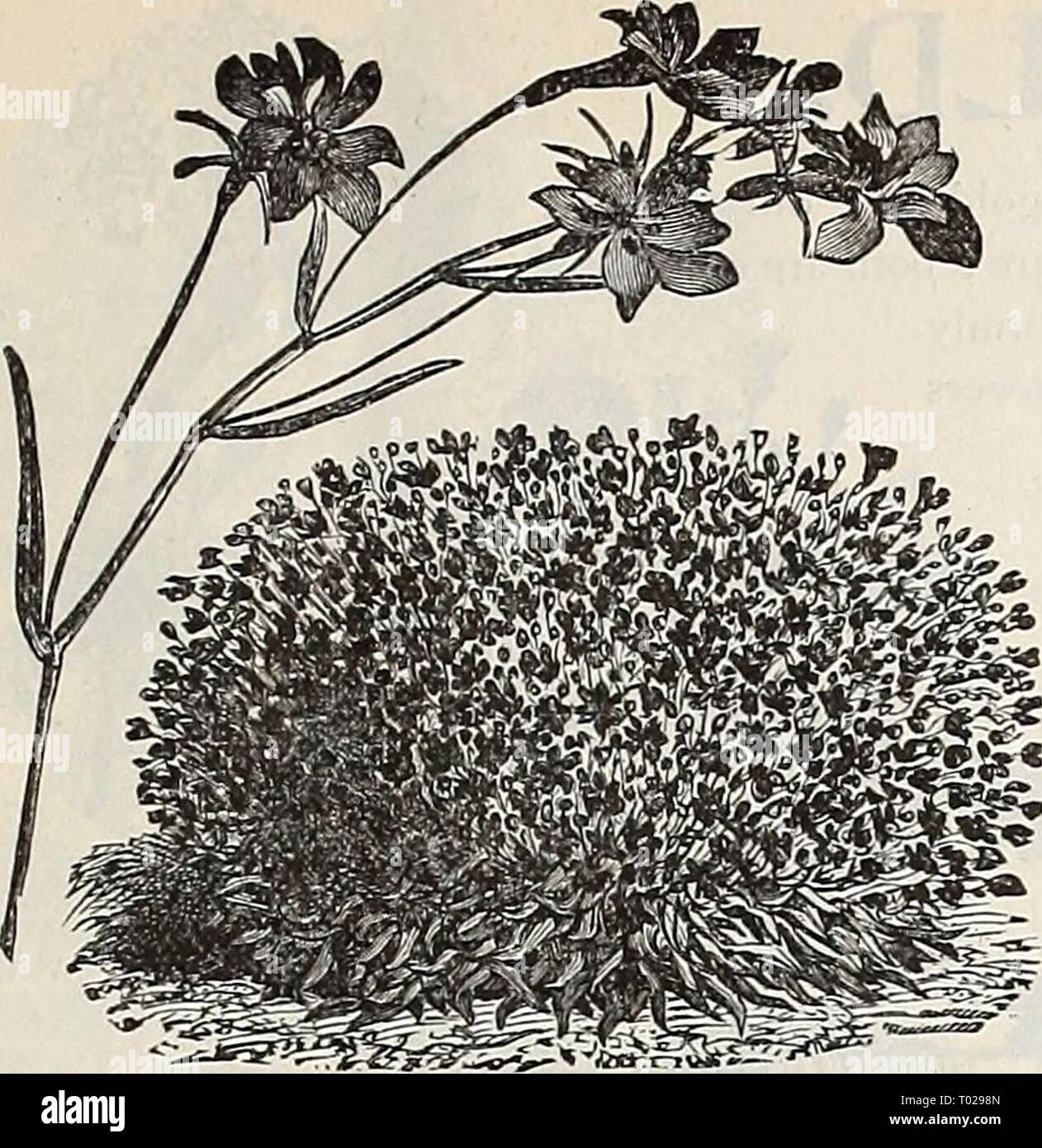 LOBELIA CARDINALIS, CARDINAL FLOWER 100 Graines