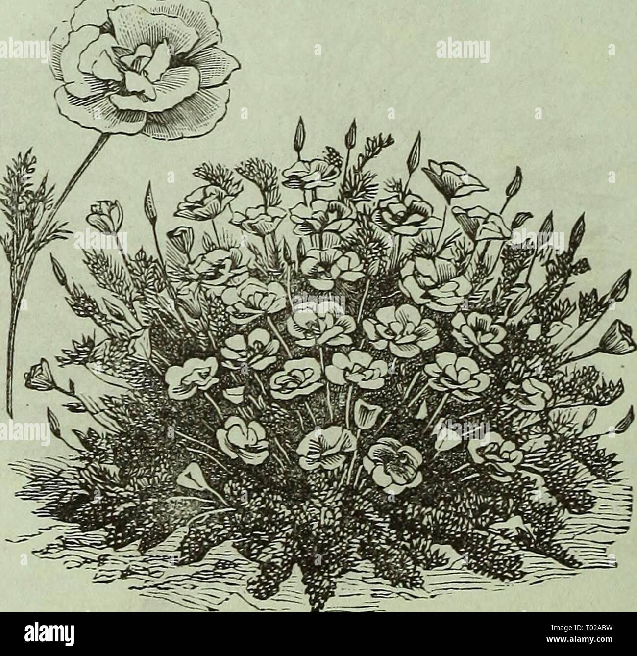 Dreer's garden : calendrier 1881 . dreersgardencale1881DICTAMNU henr Année : 1881 ; ;ella variété. Utilisation des fleurs doubles uniquement ; bien qu'il toujours pro- duces certaines plantes à fleurs simples ; hauteur, 4 pouces. Pkt., 25 cts. ' DELPHINIUM, Cashmerianum. Une nouvelle plante vivace Larkspur, produisant de très fines du moine bleu foncé-capot-comme des fleurs sur les tiges, de 15 pouces de haut, en corymbes, de six personnes ou plus. Pkt., 25 cts. DELPHINIUM, Ranunculiflora Nana (Ranunculus Nain fleur violet brunâtre Larkspur). Cette nouvelle variété se développe 15 pouces de haut, et forme un bouquet compact en forme de colonne, avec de nombreuses épines de shining b Banque D'Images