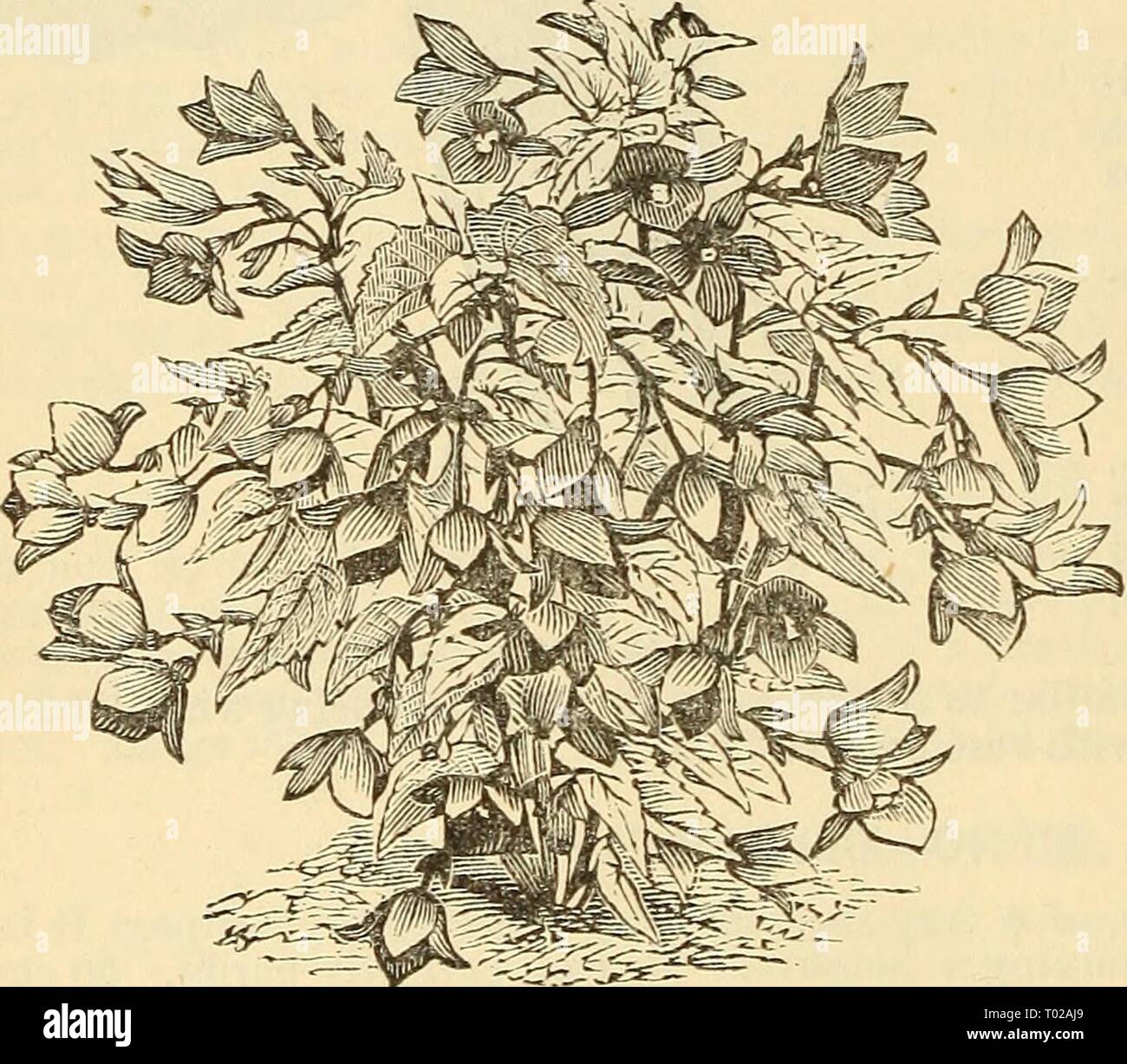Aspidistra Variegata Banque D Image Et Photos Alamy Aspidistra Variegata Banque D Image Et Photos Alamy