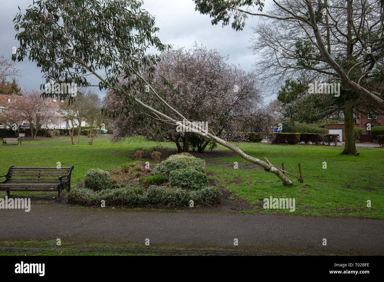 En partie à l'eucalyptus dans des rafales de vents et de Stormy Weather Mars dans un parc local à Mill Hill, une banlieue de Londres, au Royaume-Uni. Banque D'Images