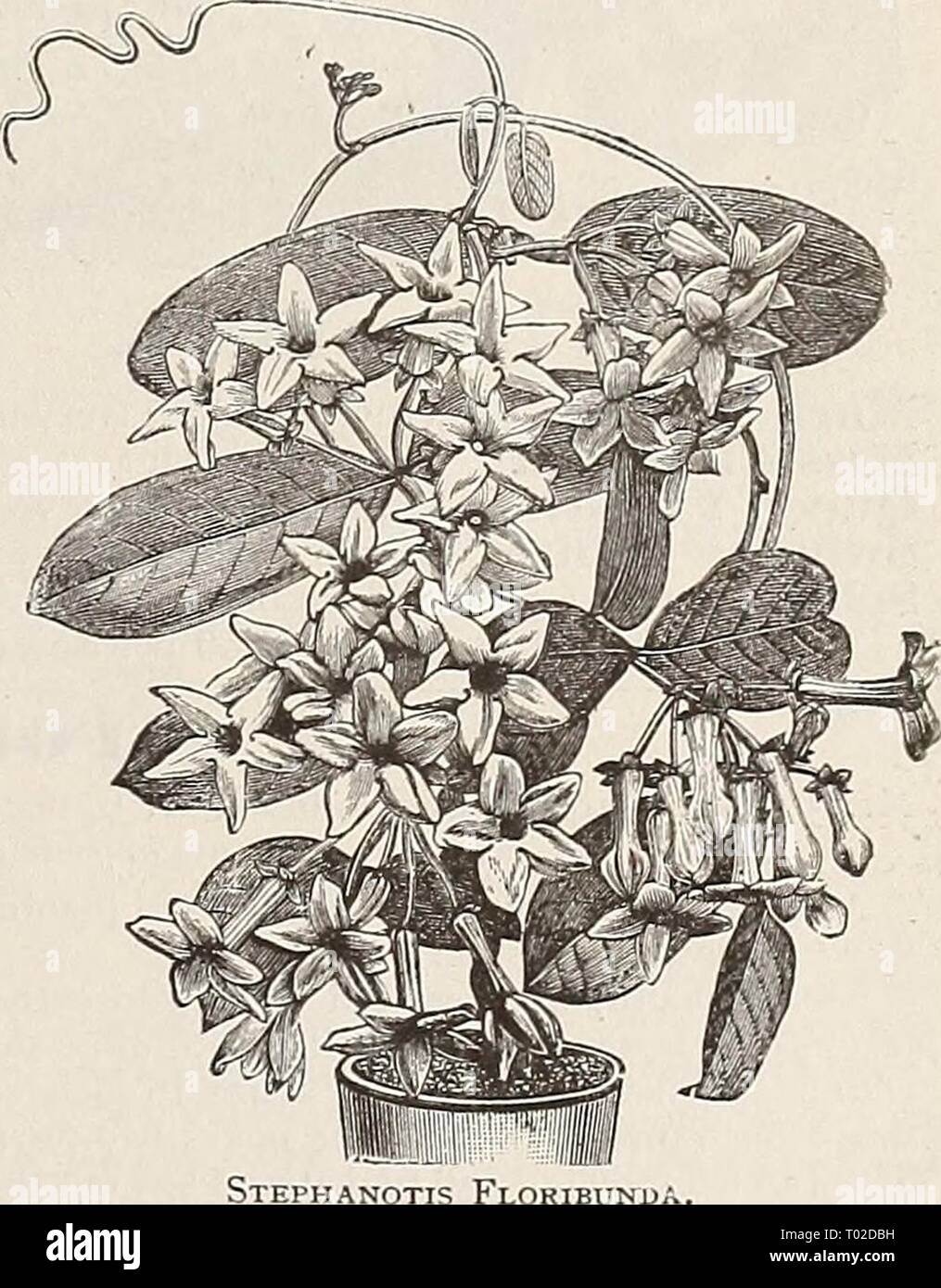 Dreer's garden calendrier pour 1892 : un catalogue de choix de légumes, graines de fleurs et de champ nouveau, rare et beau jardin des plantes met en œuvre et les engrais . dreersgardencale1892henr Année : 1892 SOLANUM JASMINOIDES GRANDIFLORA. Une belle plante, qui tend à l'une ou l'escalade, mais jamais atteint une hauteur supérieure de 3 à 5 pieds, et peuvent être pincés retour à une forme de bush. Ses fleurs sont en forme d'étoile, comme une clématite, et garder à l'énorme panicules ou grappes, souvent un pied partout. Ils sont de couleur blanc pur, avec une teinte violette sur le dos des pétales, et sur les bourgeons. Il en pots Banque D'Images