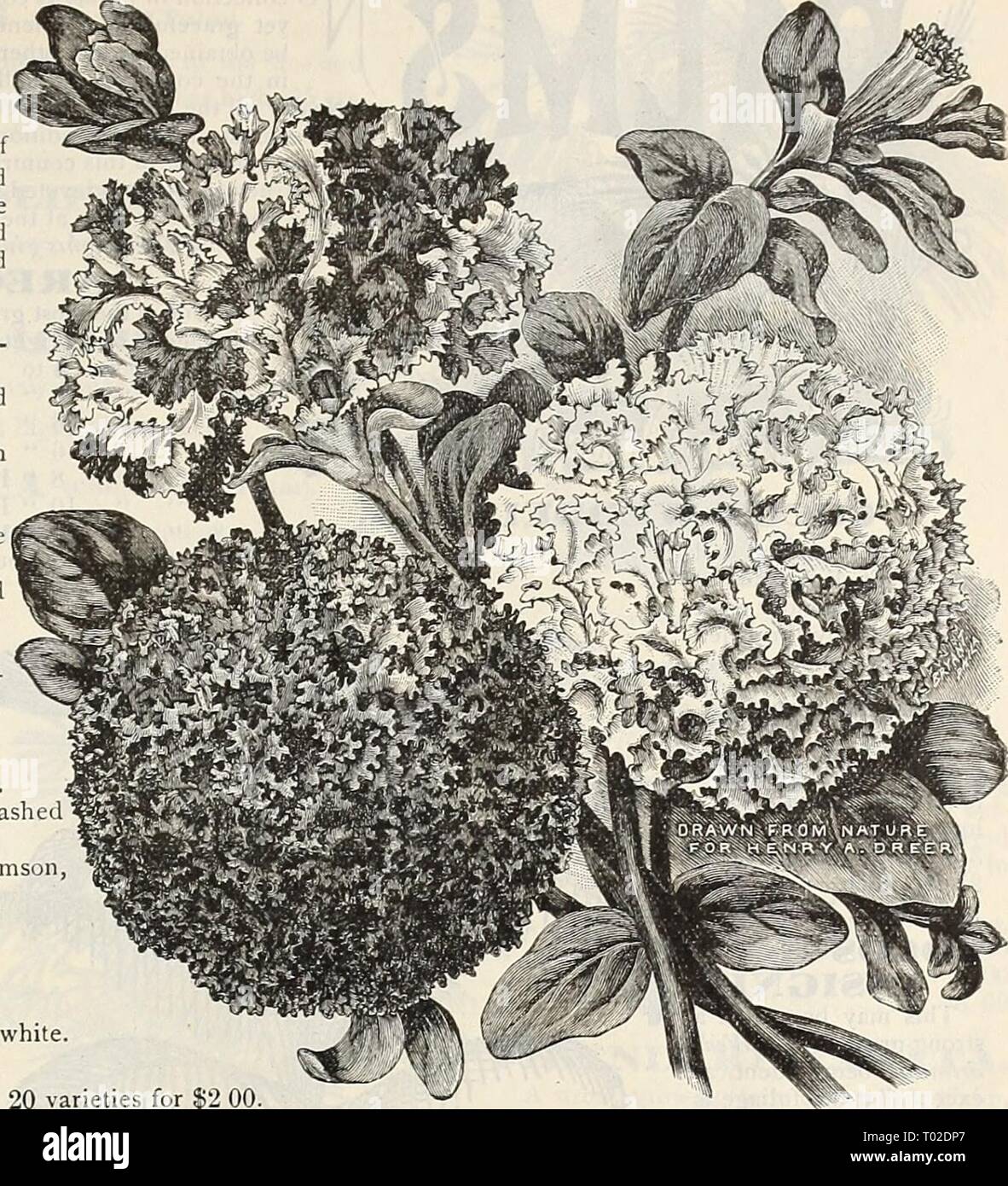 Dreer's garden : calendrier 1900 . dreersgardencale1900henr Année : 1900 lllEHRTADREER nilADELPH^4^M-W0ARDfN^^^0KfEI1H0USf P^ DRBER 137 DOUBLE LE SUPERBE PÉTUNIAS à franges. Pendant de nombreuses années, nous avons fait une spécialité o' Pétunias doubles, de plus en plus de cinq mille plants par an, à partir de laquelle nous sélectionnons les meilleurs pour la propagation. Nous avons éliminé la plaine, chevrons, sortes, comme les palmiers et lacées variétés énumérées ci-dessous sont beaucoup mieux. Acllille. Violet foncé, eacli à pétales blanc Aspasia. Blotched et blanc obj tacheté publier magenta. AureliuS. Pourpre violacé et blanc tacheté. Béatrice. Li Banque D'Images