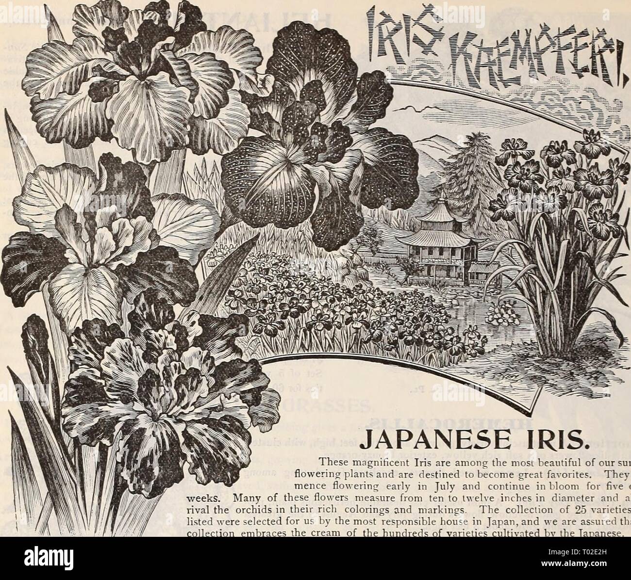 Dreer's garden : calendrier 1898 . dreersgardencale1898henr Année : 1898 144 SÉLECTIONNER VIVACES. IRIS japonais. Ces magnifiques Iris sont parmi les plus belles de l'été notre flowerino ; plantes et sont destinés à devenir de grands favoris. Thej' com- mence au début de floraison en juillet et continuer en fleurs pendant cinq ou six semaines. Beaucoup de ces fleurs mesurent de 10 à 12 pouces de diamètre et presque rivaliser avec les orchidées dans leur riche coloriages et marquages. La collection de 25 variétés ici énumérés ont été choisis pour nous par les principaux responsables maison au Japon, et nous sommes assurés que les co Banque D'Images