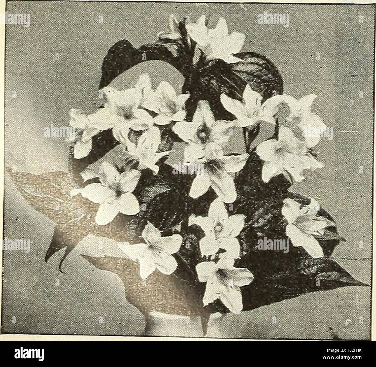 Dreer's garden : calendrier 1903 . dreersgardencale1903henr Année : 1903 Weigelia Coquette (offert à la page 191). Type de nouveau Double Lilas Syringa, ou lilas-continnea. Persica lilas Alba. Les fleurs blanc lilas de Perse- tion. 25 cts. chaque. - Le Président (irevy (Nouveau). Belle couleur lilas en panicules ; longues fleurs grandes et double. 50 cts. chaque. - Rothmagensis (Rouen) Lilas. L'un des plus beaux, avec des panicules de grande taille d'une couleur rougeâtre-lilas ; très free flow- ering. 25 cts. chaque. - Virginite (Nouveau). Chambre double très doux ; couleur rose ; une toute nouvelle et roman V- couleur. 50 cts. chaque. Le Tamarix africana ( Banque D'Images