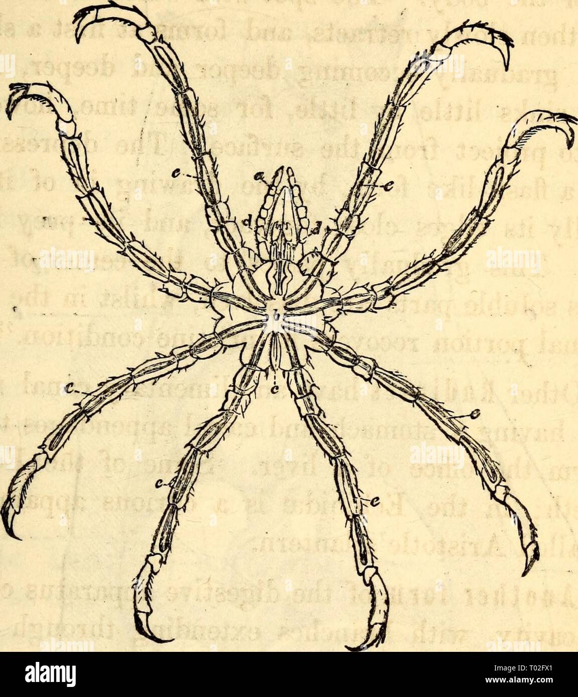 Anatomie du ver de terre Banque de photographies et d’images à haute — free download