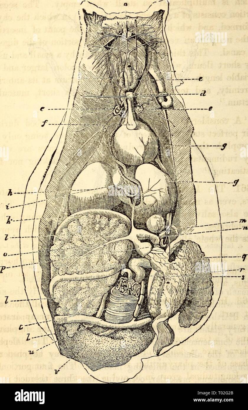 Anatomie et physiologie élémentaires : pour des collèges, des académies, des écoles et d'autres . elementaryanato00hitc Année : 1869 598 Anatomie d'Hitchcock Fig. 201. L'Aplysie (mollusque) ouverts à tous les viscères, un. De l'œsophage, de l'e. GlanoV salivaire d. Ganglion céphalique, e. Ganglion oesophagien. f,g premier estomac ou culture. h. Troisième ou vrai estomac, i. Le gésier. Jt. L'intestin. I. Le foie, m. Ganglion postérieur, n. Aorte. o. Artère hépatique, ventricule de coeur, q. Oreillette, r. s. Branchies ou branchies, j* abaisser les intestins. T. ovaire. Banque D'Images