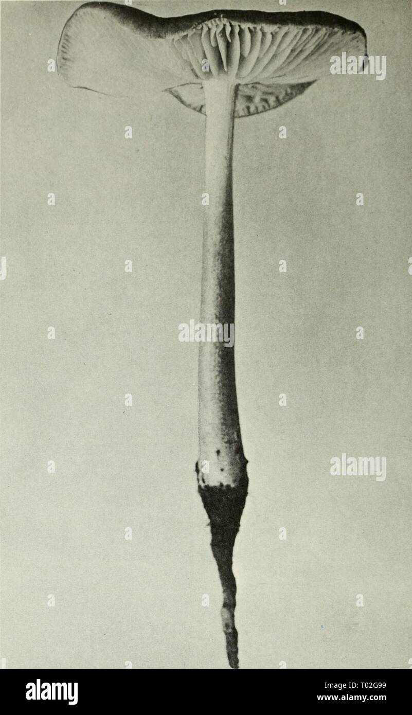 Champignons vénéneux et comestibles du Canada . ediblepoisonousm00grov Année : 1979 La Figure 292. Collybia radicata. 293-302 293 chiffres. Crepidotus. fulvotomentosus 295. S. hornemannii. 297. 5'. semiglobata, 299. Psathyrella candolleana. 301. Coprinus comatus. 294. Stropharia coronilla. 296. S. hornemannii. 298. Capnoides Naematoloma. 300. P. candolleana. 302. C. quadrifidus. 194 Banque D'Images
