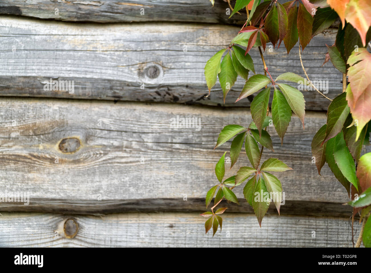 Vieille planche en bois mur et réducteur vierge en automne. Automne fond naturel, copiez l'espace. Banque D'Images