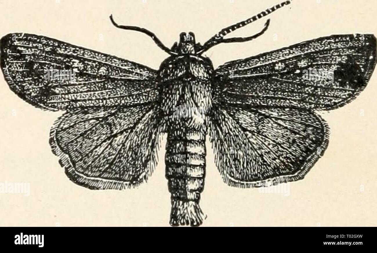 Entomologie élémentaire . elementaryentomo00sand Année : [c1912] FIG. 313. Drasteria erechtea, femme, sauf par un expert, bien que les chenilles sont les pires ennemis de la ferme et le jardin et sont bien connus en tant que tels à l'agriculteur. Les papillons sont surtout gris ou brun sombre, avec une aile de l'étendue d'un à trois pouces (avec une moyenne d'environ une heure et demi), et avec les organismes de stout. Les ailes sont assez étroites, courte, et stout, traversé par plus ou moins claire des lignes ondulées, et avec une ou deux taches plus sombres ou plus clairs vers le centre. Le hind-ailes sont généralement lisse, et lorsqu'au re Banque D'Images