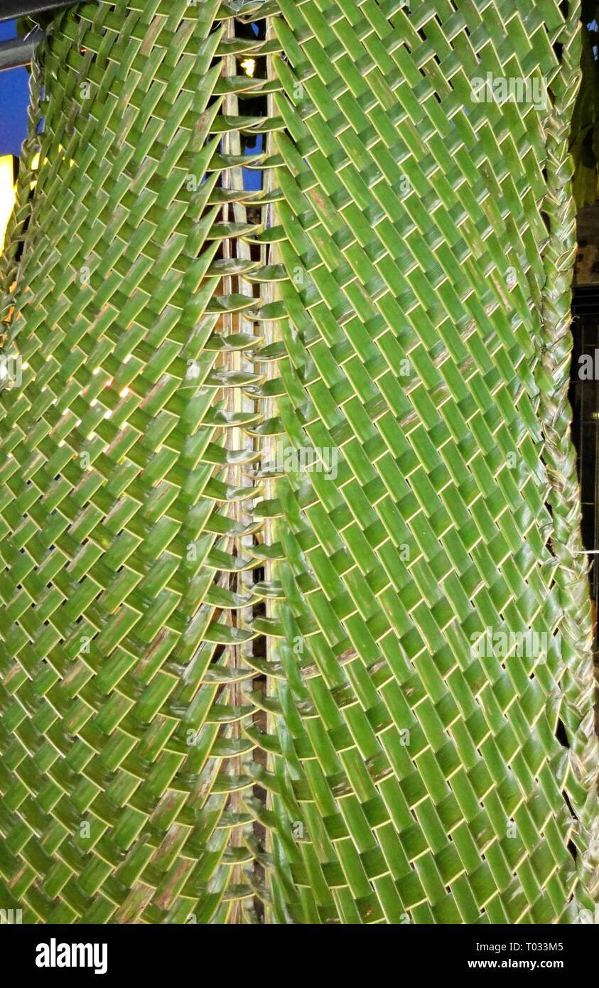 Les feuilles de cocotier vert frais et transformés en un mur de fortune Banque D'Images