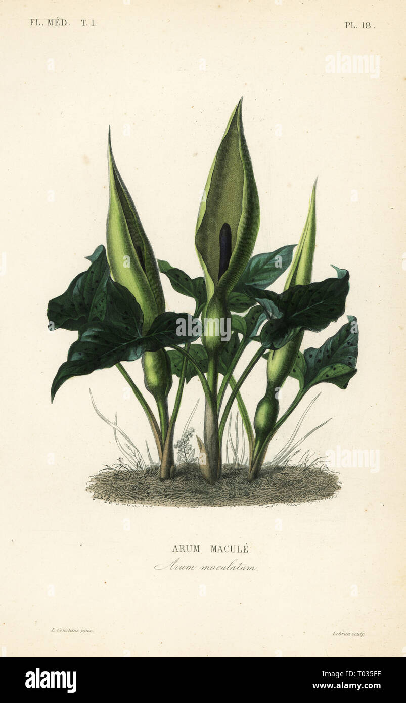 L'arum sauvage, lords-and-ladies ou Jack in the pulpit, Arum maculatum, macule Arum. Gravure coloriée par Lebrun après une illustration botanique par Charles Louis Constans de Pierre Oscar reveil, A. Dupuis, Fr. Gérard et François Herincqâ, La REGNE VEGETAL : Flore medicale, L. Guérin, Paris, 1864-1871. Banque D'Images