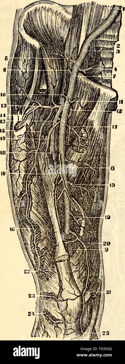 Anatomie et physiologie élémentaires : pour des collèges, des académies, des écoles et d'autres . elementaryanato00hitc Année : 1869 212 H1CK0SLCT ' S UNE UN TOM Y Fig. 215. nous rencontrer un grand tronc dégagé juste en dessous du diaphragme, environ la moitié d'un pouce de long, appelé l'axe coeliaque, qui donne naissance à l'artère gastrique alimentant l'estomac, l'hépatique, la course à la foie, et l'ameublement de la rate du sang pour la rate. Ci-dessous ce que nous trouver les artères rénales, sup- naviguant dans les reins, et la supérieure et inférieure, Messines- teric artères, qui givo sang pour l'intest sw ?, et les artères lombaires, Banque D'Images