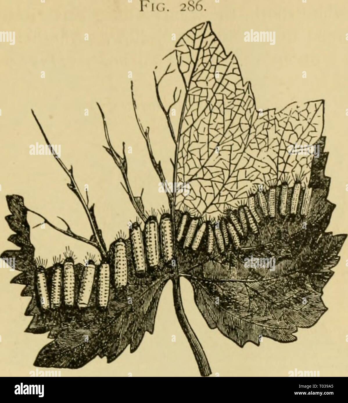 Entomologie économique pour l'agriculteur et le producteur de fruits, et pour l'utiliser comme un texte-livre dans les écoles et les collèges agricoles ; . economicentomol Année : 1906 smit00 IXSECT LE MONDE. 265 americana, et certaines variétés de raisins sont occasionnellement en- jured par sa larve. Alimentation dans des colonies, comme il le fait, l'insecte est facilement vérifiée par les applications locales des arsénites. Sur les feuilles de vigne qui larve :- d'Hai &gt ; in'iia ica aviei&gt;ia se nourrissent. Nous allons maintenant entrer dans une série d'espèces, les chenilles sont connus comme ''ours laineux,' dans le fait qu'ils sont tous habillés avec les cheveux longs. En ce Banque D'Images