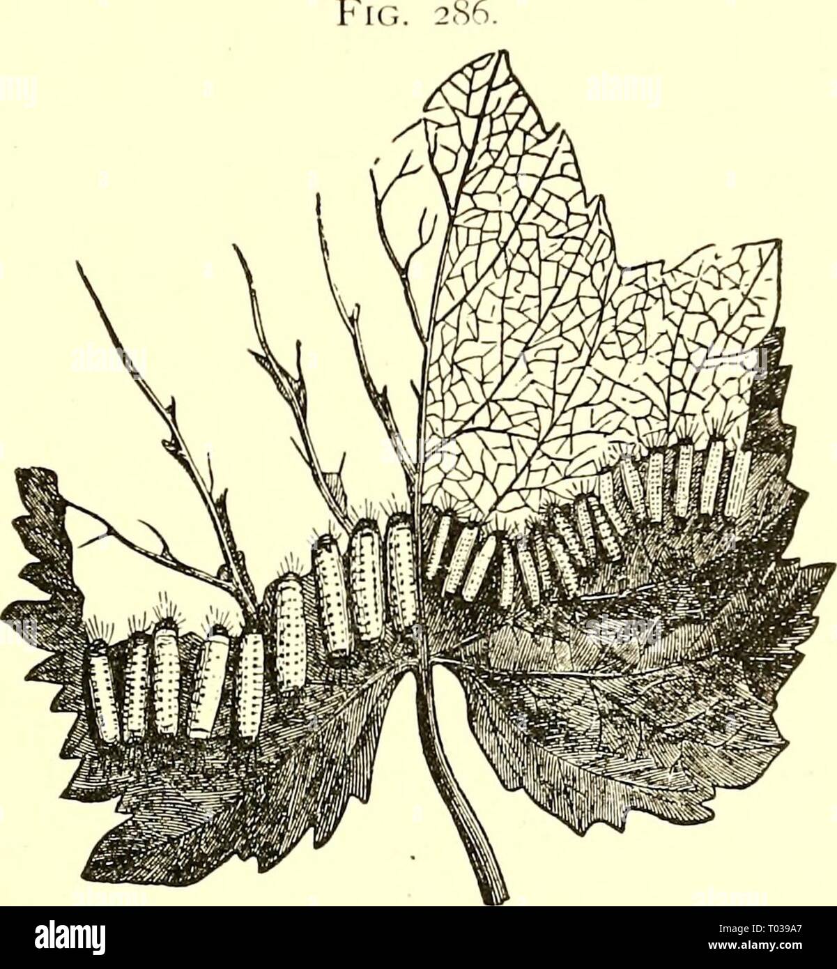 Entomologie économique pour l'agriculteur et producteur de fruits [microforme] : et pour l'utiliser comme un texte-livre dans les écoles et les collèges agricoles . economicentomolo insmit Année : 189600LE MONDE DES INSECTES. 265 americana, et certaines variétés de raisins sont occasionnellement en- jured par sa larve. Alimentation dans des colonies, comme il le fait, l'insecte est facilement vérifiée par les applications locales des arsénites. YG sur feuilles de vigne ; larve qui lisiiia ameiicana de Hai se nourrissent. Nous allons maintenant entrer dans une série d'espèces, les chenilles sont connus comme ''ours laineux,' dans le fait qu'ils sont tous habillés avec les cheveux longs. Je Banque D'Images