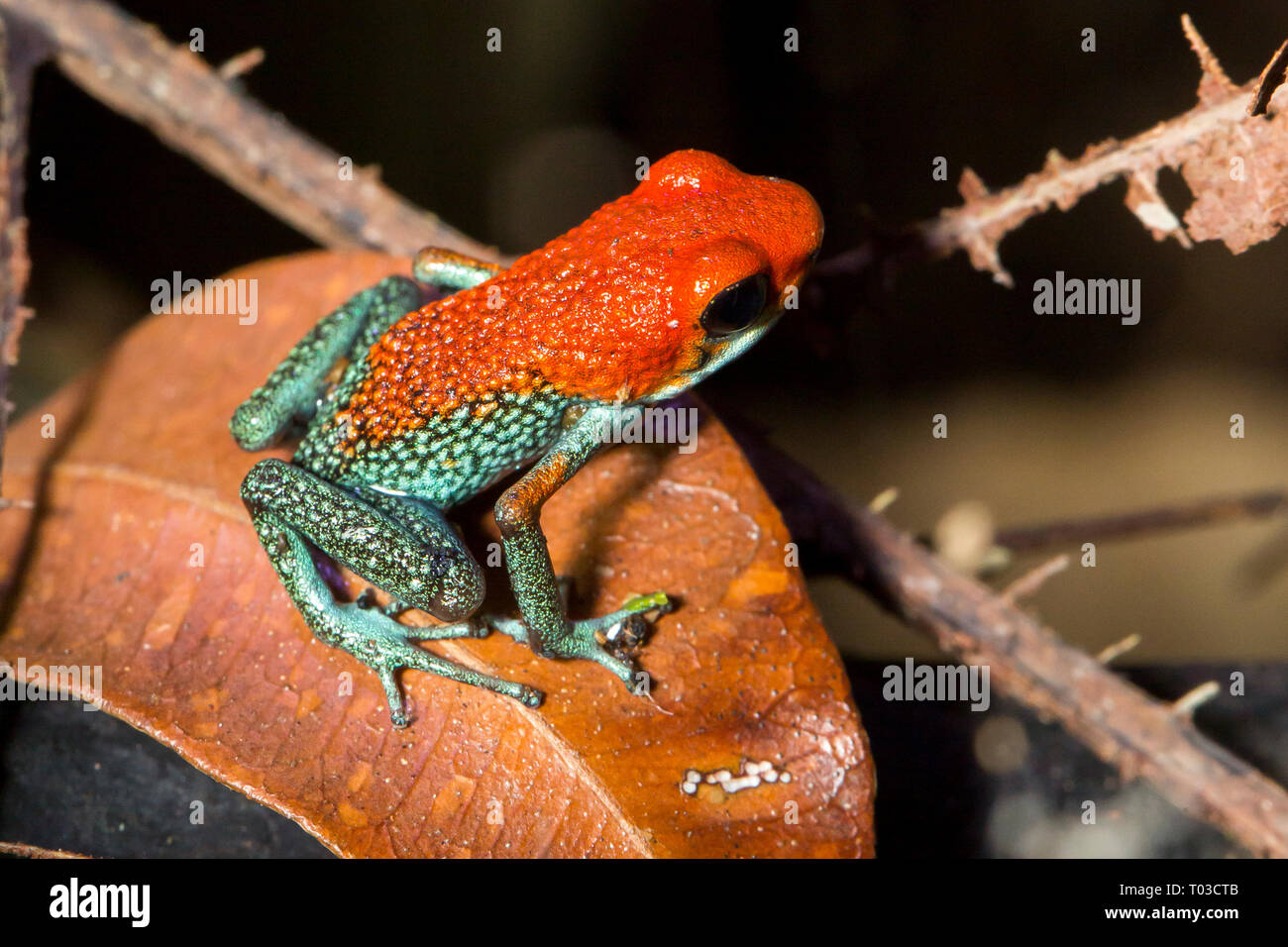 Costa Rica poison dart frog granulaire, Oophaga granulifera , baie Drake, péninsule d'Osa. Banque D'Images