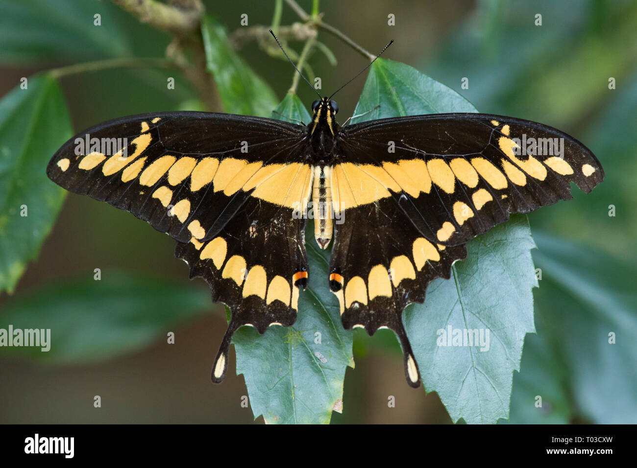 Costa Rica la faune papillon papillon dans rainforest jungle de Péninsule d'Osa. Banque D'Images