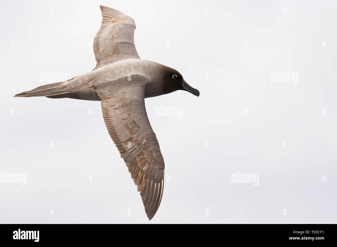 La lumière, fuligineux albatros fuligineux, oiseau volant au-dessus de Drake.(Phoebetria palpebrata) Banque D'Images