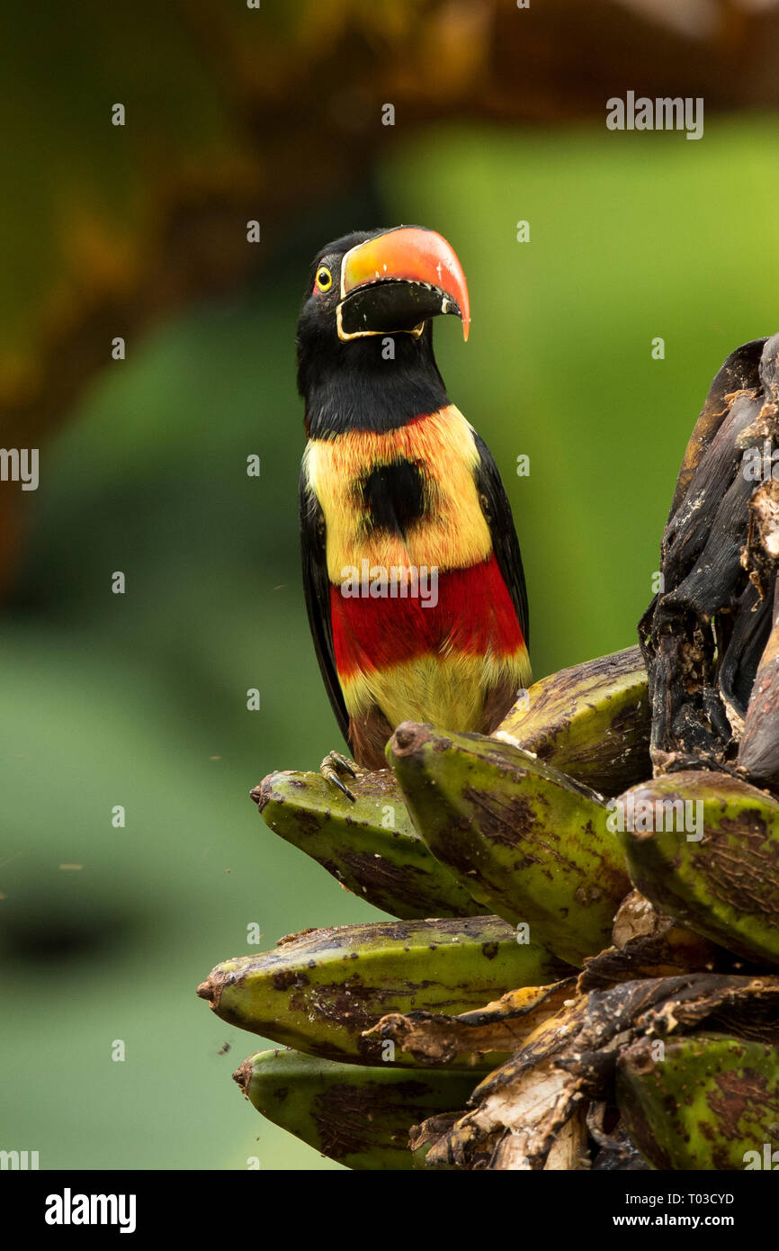 Costa Rica Frantzius toucan dans jungle rainforest de Péninsule d'Osa. Banque D'Images